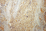DMC1 Antibody in Immunohistochemistry (Paraffin) (IHC (P))