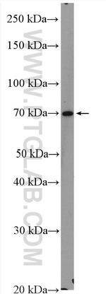 SLC9A9 Antibody in Western Blot (WB)