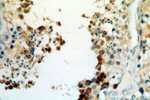 BOULE Antibody in Immunohistochemistry (Paraffin) (IHC (P))