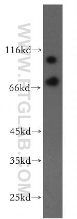 VPS34 Antibody in Western Blot (WB)
