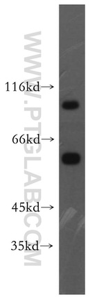 VPS34 Antibody in Western Blot (WB)