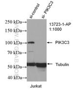 VPS34 Antibody in Western Blot (WB)