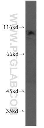 VPS34 Antibody in Western Blot (WB)