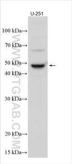 KERA Antibody in Western Blot (WB)