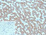 CPS1/Carbamoyl-Phosphate Synthetase (Hepatocellular Marker) Antibody in Immunohistochemistry (Paraffin) (IHC (P))