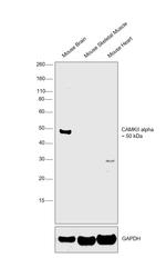 CaMKII alpha Monoclonal Antibody (Cba-2)