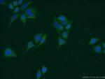 Carboxypeptidase A5 Antibody in Immunocytochemistry (ICC/IF)
