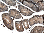 Carboxypeptidase A5 Antibody in Immunohistochemistry (Paraffin) (IHC (P))