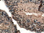 Carboxypeptidase A5 Antibody in Immunohistochemistry (Paraffin) (IHC (P))