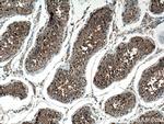Carboxypeptidase A5 Antibody in Immunohistochemistry (Paraffin) (IHC (P))