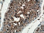 Carboxypeptidase A5 Antibody in Immunohistochemistry (Paraffin) (IHC (P))