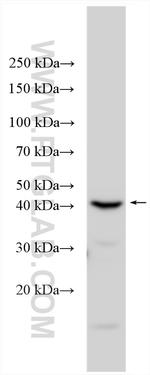 CD99L2 Antibody in Western Blot (WB)