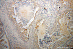 Trefoil factor 1 Antibody in Immunohistochemistry (Paraffin) (IHC (P))