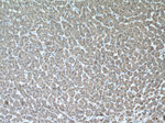 CYP3A5 Antibody in Immunohistochemistry (Paraffin) (IHC (P))