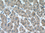 CYP3A5 Antibody in Immunohistochemistry (Paraffin) (IHC (P))
