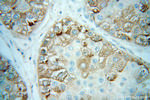 CYP3A5 Antibody in Immunohistochemistry (Paraffin) (IHC (P))