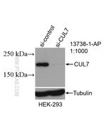 CUL7 Antibody in Western Blot (WB)