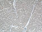 DUT Antibody in Immunohistochemistry (Paraffin) (IHC (P))
