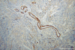 TPM4 Antibody in Immunohistochemistry (Paraffin) (IHC (P))