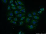 MTG1 Antibody in Immunocytochemistry (ICC/IF)