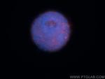 RNMT Antibody in Immunocytochemistry (ICC/IF)