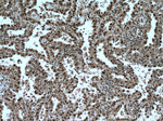 TRIM22 Antibody in Immunohistochemistry (Paraffin) (IHC (P))