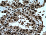 TRIM22 Antibody in Immunohistochemistry (Paraffin) (IHC (P))