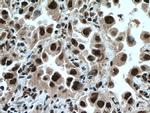 TRIM22 Antibody in Immunohistochemistry (Paraffin) (IHC (P))