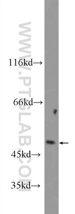 TRIM22 Antibody in Western Blot (WB)