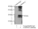 GADD45A Antibody in Immunoprecipitation (IP)