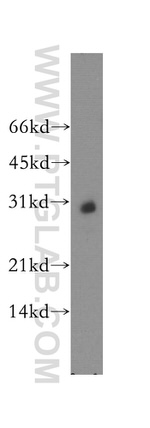 KCNIP4 Antibody in Western Blot (WB)