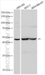 KLF15 Antibody in Western Blot (WB)