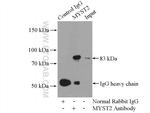 MYST2 Antibody in Immunoprecipitation (IP)
