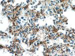 SLC7A5 Antibody in Immunohistochemistry (Paraffin) (IHC (P))