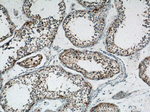 SLC7A5 Antibody in Immunohistochemistry (Paraffin) (IHC (P))