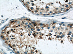 SLC7A5 Antibody in Immunohistochemistry (Paraffin) (IHC (P))