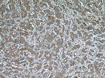 SLC7A5 Antibody in Immunohistochemistry (Paraffin) (IHC (P))