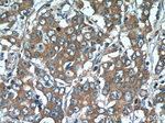 SLC7A5 Antibody in Immunohistochemistry (Paraffin) (IHC (P))
