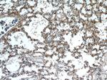 SLC7A5 Antibody in Immunohistochemistry (Paraffin) (IHC (P))