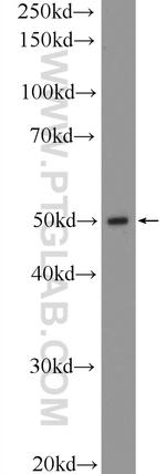 SLC7A5 Antibody in Western Blot (WB)