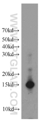 Histone H3.3 Antibody in Western Blot (WB)