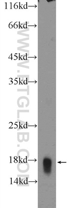 Histone H3.3 Antibody in Western Blot (WB)
