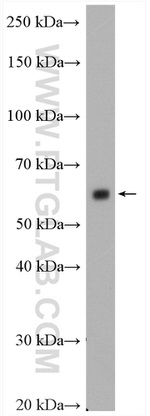 CDC2L6 Antibody in Western Blot (WB)