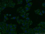 AMBRA1 Antibody in Immunocytochemistry (ICC/IF)