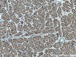 AMBRA1 Antibody in Immunohistochemistry (Paraffin) (IHC (P))