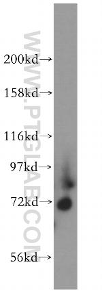 Kv4.1 Antibody in Western Blot (WB)