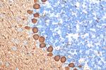 PCP2 Antibody in Immunohistochemistry (Paraffin) (IHC (P))