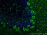 PCP2 Antibody in Immunohistochemistry (PFA fixed) (IHC (PFA))