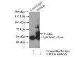 BTBD6 Antibody in Immunoprecipitation (IP)