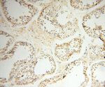 TSLP Antibody in Immunohistochemistry (Paraffin) (IHC (P))
